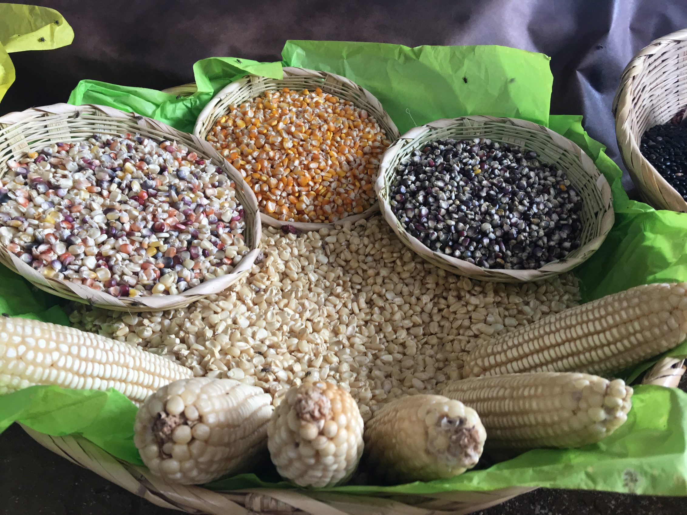 Urge un plan en apoyo de productores de alimentos de Guerrero: GCMA