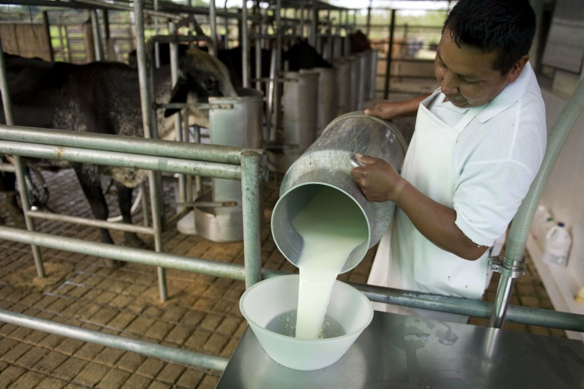 Subsector de leche crecerá 2% en 2024