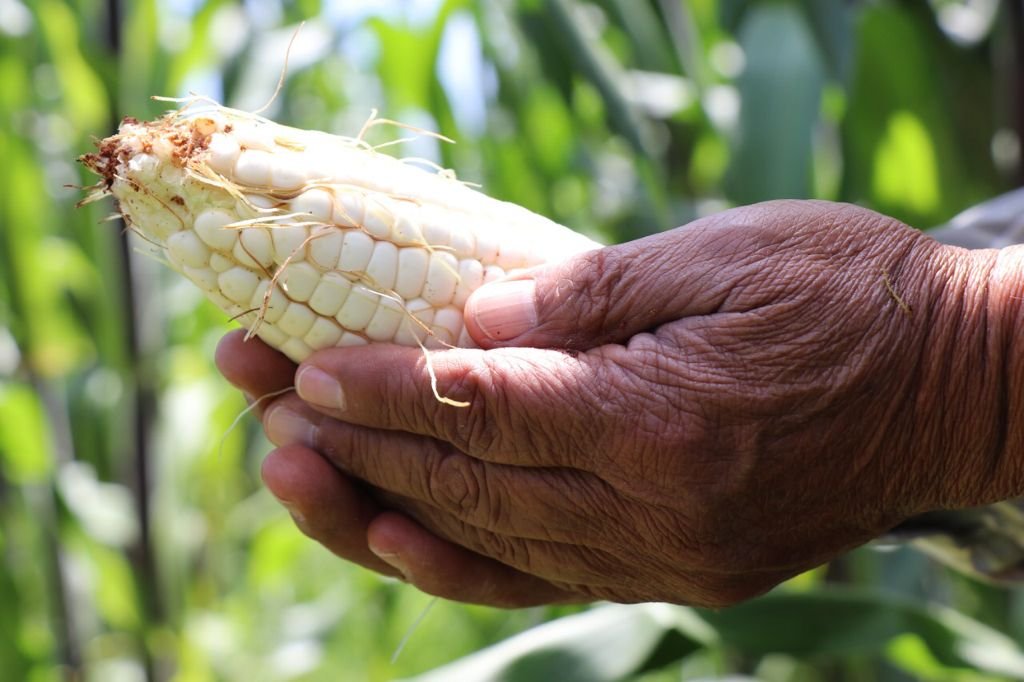 ¿Cómo está la situación del campo mexicano? INEGI presentó el Censo Agropecuario 2022