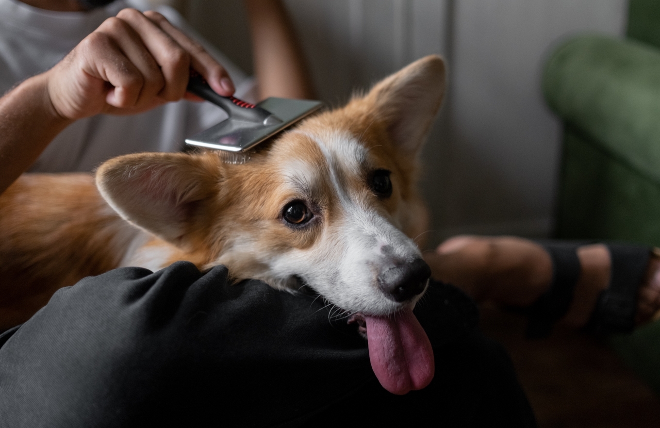 ¿Tienes un michi o un lomito? Hiciste que el mercado de mascotas creciera 270% en 2022