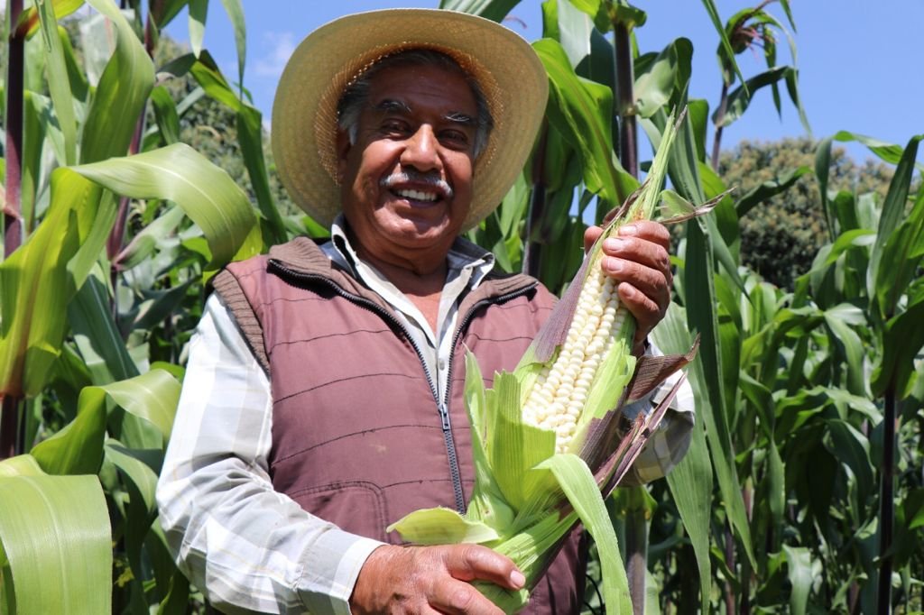 Aranceles de 50% de México al maíz blanco importado no preocupan a Estados Unidos