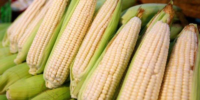 Imponen arancel de 50% a importaciones de maíz blanco