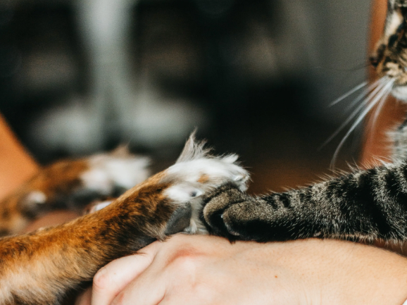 ‘Manita de gato’ para que cuides a tu ‘michi’ sin golpear tus finanzas