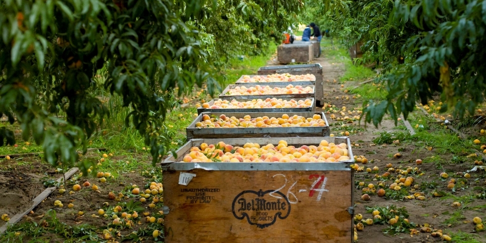 Del Monte se declara en quiebra tras 139 años de historia ¿Qué pasará con tu cátsup?